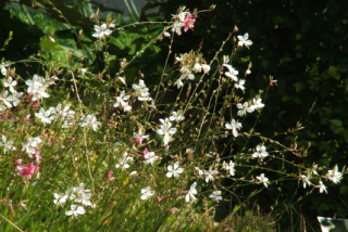 Gaura lindheimeri  Prachtkaars bestellen